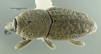 Media type: image;   Entomology 603342 Aspect: habitus dorsal view